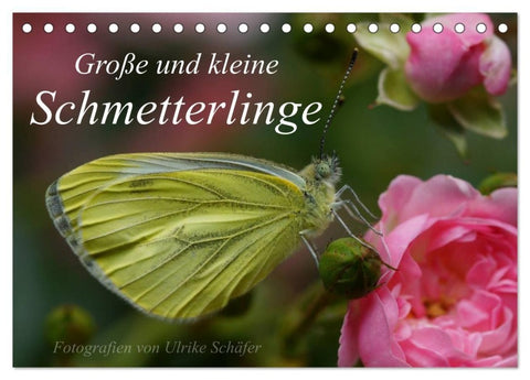 Große und kleine Schmetterlinge (Tischkalender 2027 DIN A5 quer), CALVENDO Monatskalender
