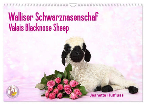 Walliser Schwarznasenschaf Valais Blacknose Sheep (Wandkalender 2026 DIN A3 quer), CALVENDO Monatskalender