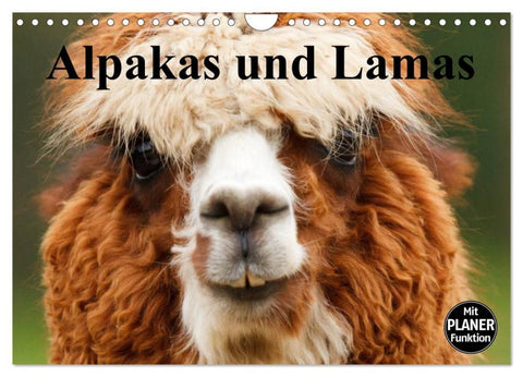 Alpakas und Lamas (Wandkalender 2026 DIN A4 quer), CALVENDO Monatskalender