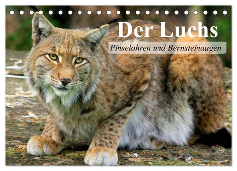 Der Luchs. Pinselohren und Bernsteinaugen (Tischkalender 2026 DIN A5 quer), CALVENDO Monatskalender