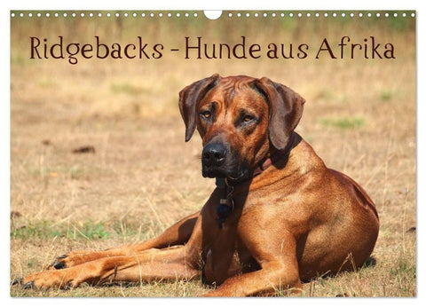 Ridgebacks - Hunde aus Afrika (Wandkalender 2027 DIN A3 quer), CALVENDO Monatskalender