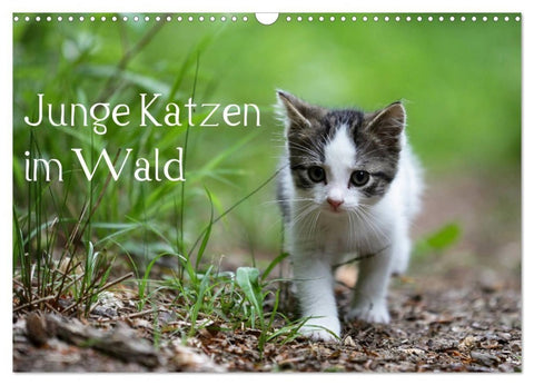Junge Katzen im Wald (Wandkalender 2027 DIN A3 quer), CALVENDO Monatskalender