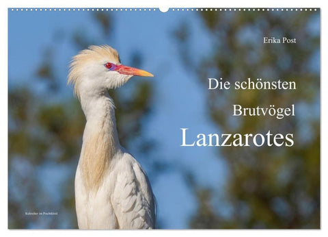 Die schönsten Brutvögel Lanzarotes (Wandkalender 2027 DIN A2 quer), CALVENDO Monatskalender