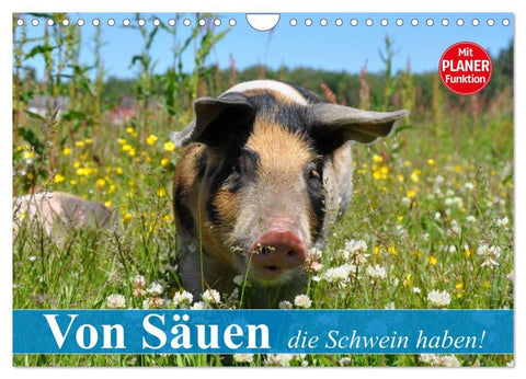 Von Säuen die Schwein haben! (Wandkalender 2026 DIN A4 quer), CALVENDO Monatskalender