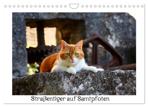 Straßentiger auf Samtpfoten (Wandkalender 2027 DIN A4 quer), CALVENDO Monatskalender