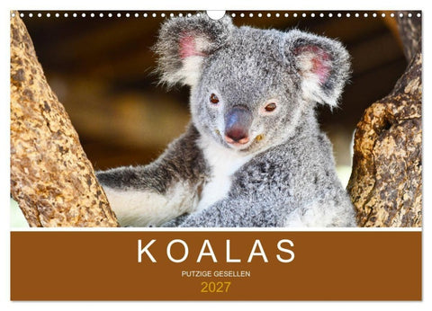 Koalas, putzige Gesellen (Wandkalender 2027 DIN A3 quer), CALVENDO Monatskalender