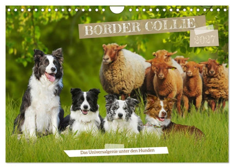 Border Collie - Das Universalgenie unter den Hunden (Wandkalender 2027 DIN A4 quer), CALVENDO Monatskalender