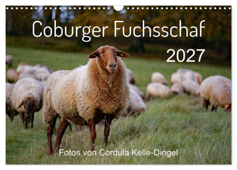 Coburger Fuchsschaf (Wandkalender 2027 DIN A3 quer), CALVENDO Monatskalender