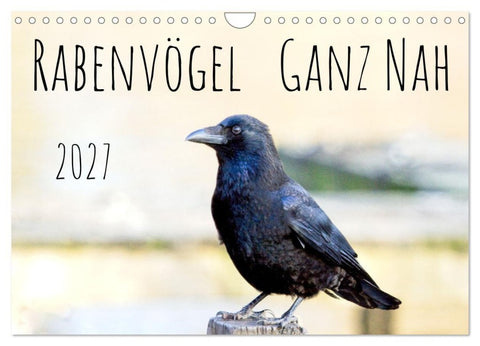 Rabenvögel - ganz nah (Wandkalender 2027 DIN A4 quer), CALVENDO Monatskalender