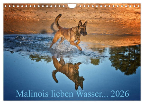 Malinois lieben Wasser (Wandkalender 2026 DIN A4 quer), CALVENDO Monatskalender