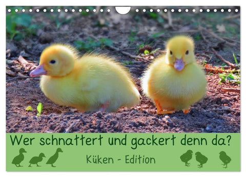 Wer schnattert und gackert denn da? - Küken-Edition (Wandkalender 2027 DIN A4 quer), CALVENDO Monatskalender