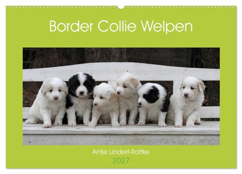 Border Collie Welpen (Wandkalender 2027 DIN A2 quer), CALVENDO Monatskalender
