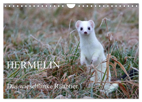 Hermelin - das wieselflinke Raubtier (Wandkalender 2026 DIN A4 quer), CALVENDO Monatskalender