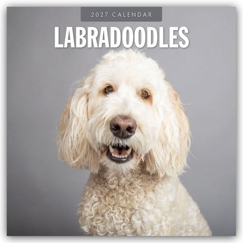 Labradoodles – Labradoodle 2027 – 16-Monatskalender