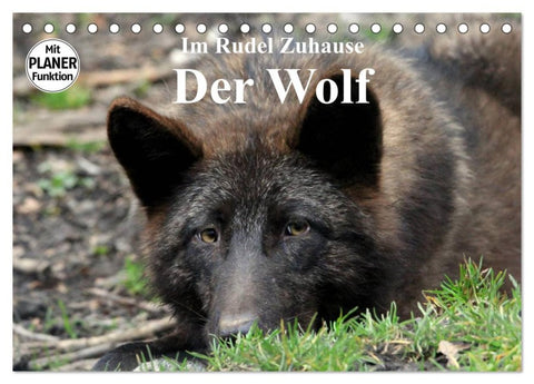 Im Rudel Zuhause - Der Wolf (Tischkalender 2026 DIN A5 quer), CALVENDO Monatskalender