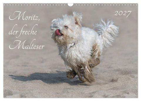 Moritz, der freche Malteser (Wandkalender 2027 DIN A3 quer), CALVENDO Monatskalender