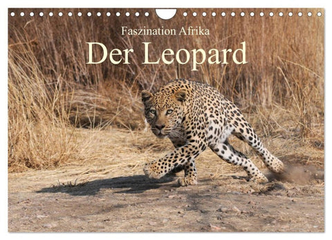 Faszination Afrika: Der Leopard (Wandkalender 2026 DIN A4 quer), CALVENDO Monatskalender
