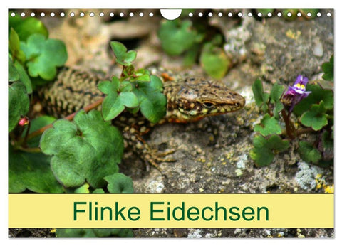 Flinke Eidechsen (Wandkalender 2026 DIN A4 quer), CALVENDO Monatskalender