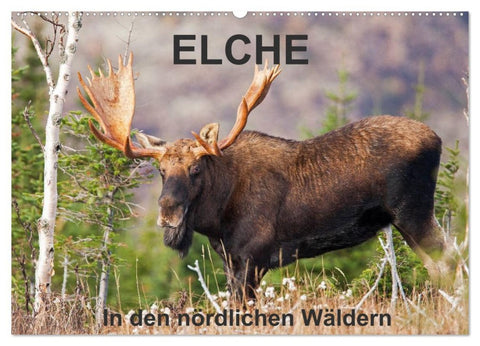 ELCHE In den nördlichen Wäldern (Wandkalender 2026 DIN A2 quer), CALVENDO Monatskalender