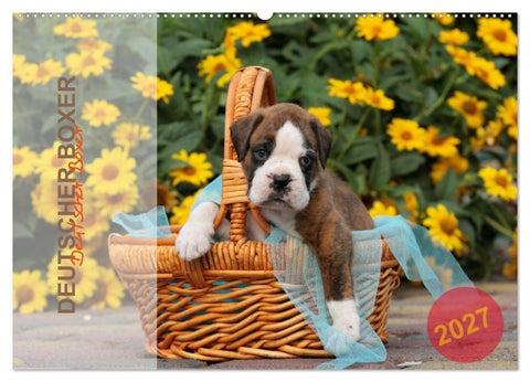 Deutscher Boxer 2027 (Wandkalender 2027 DIN A2 quer), CALVENDO Monatskalender