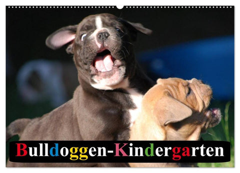Bulldoggen-Kindergarten (Wandkalender 2026 DIN A2 quer), CALVENDO Monatskalender