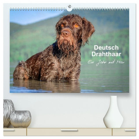 Deutsch Drahthaar - Ein Jahr mit Max (hochwertiger Premium Wandkalender 2027 DIN A2 quer), Kunstdruck in Hochglanz