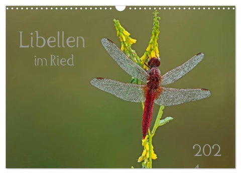 Libellen im Ried (Wandkalender 2027 DIN A3 quer), CALVENDO Monatskalender