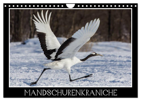Mandschurenkraniche (Wandkalender 2026 DIN A4 quer), CALVENDO Monatskalender
