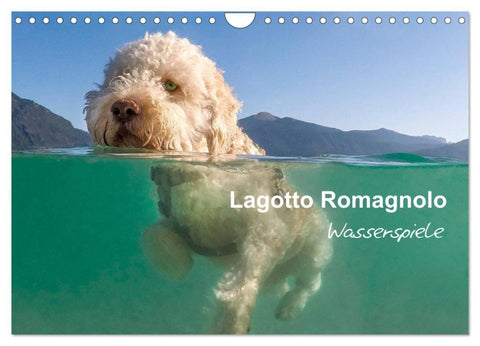 Lagotto Romagnolo - Wasserspiele (Wandkalender 2027 DIN A4 quer), CALVENDO Monatskalender