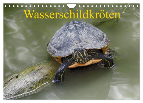 Wasserschildkröten (Wandkalender 2027 DIN A4 quer), CALVENDO Monatskalender