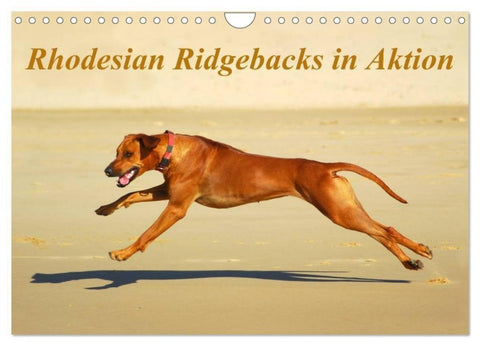 Rhodesian Ridgebacks in Aktion (Wandkalender 2027 DIN A4 quer), CALVENDO Monatskalender