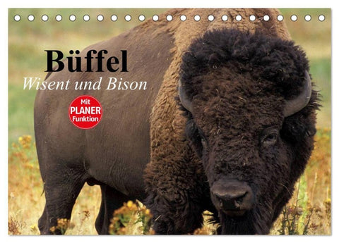 Büffel. Wisent und Bison (Tischkalender 2027 DIN A5 quer), CALVENDO Monatskalender
