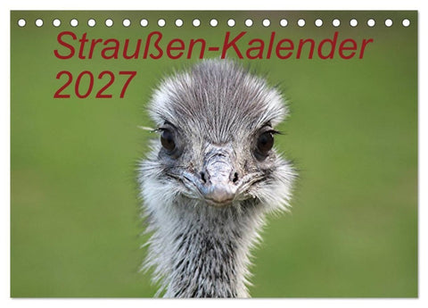 Straußen-Kalender 2027 (Tischkalender 2027 DIN A5 quer), CALVENDO Monatskalender