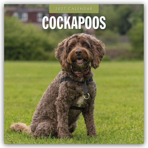 Cockapoos – Cockapoo 2027 – 16-Monatskalender