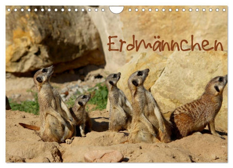 Erdmännchen (Wandkalender 2026 DIN A4 quer), CALVENDO Monatskalender
