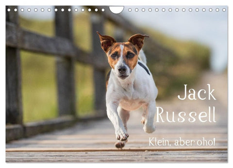 Jack Russell - Klein, aber oho! (Wandkalender 2027 DIN A4 quer), CALVENDO Monatskalender