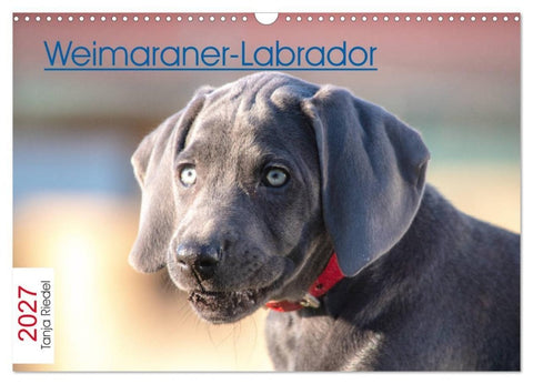 Weimaraner-Labrador (Wandkalender 2027 DIN A3 quer), CALVENDO Monatskalender
