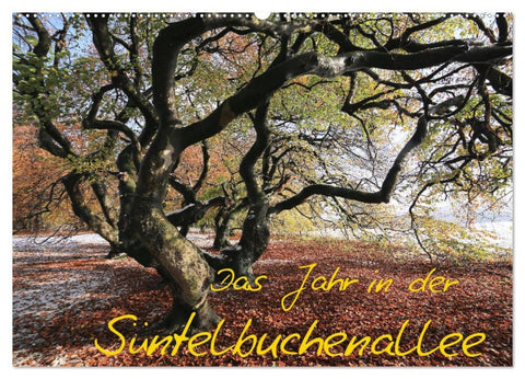 Das Jahr in der Süntelbuchenallee (Wandkalender 2026 DIN A2 quer), CALVENDO Monatskalender