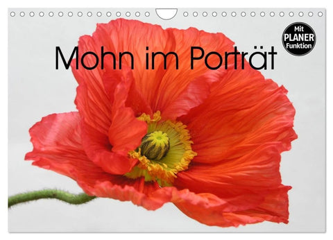 Mohn im Porträt (Wandkalender 2027 DIN A4 quer), CALVENDO Monatskalender