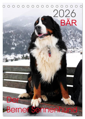 BÄR - Der Berner Sennenhund (Tischkalender 2026 DIN A5 hoch), CALVENDO Monatskalender
