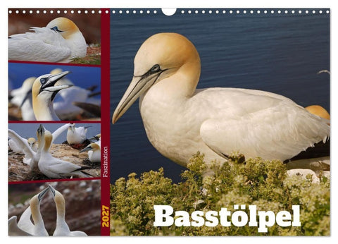 Faszination Basstölpel (Wandkalender 2027 DIN A3 quer), CALVENDO Monatskalender