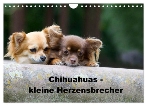 Chihuahuas - kleine Herzensbrecher (Wandkalender 2026 DIN A4 quer), CALVENDO Monatskalender