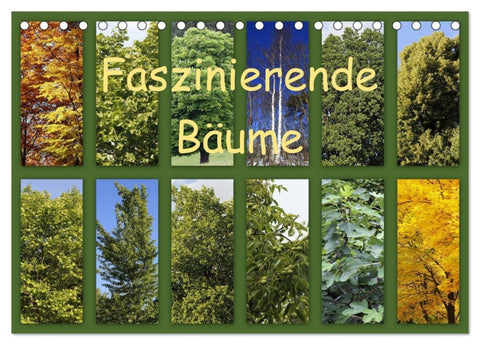 Faszinierende Bäume (Tischkalender 2026 DIN A5 quer), CALVENDO Monatskalender