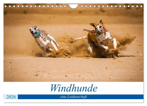 Windhunde - eine Leidenschaft (Wandkalender 2026 DIN A4 quer), CALVENDO Monatskalender