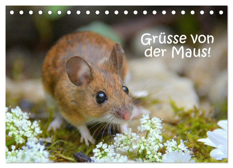 Grüsse von der Maus! (Tischkalender 2027 DIN A5 quer), CALVENDO Monatskalender