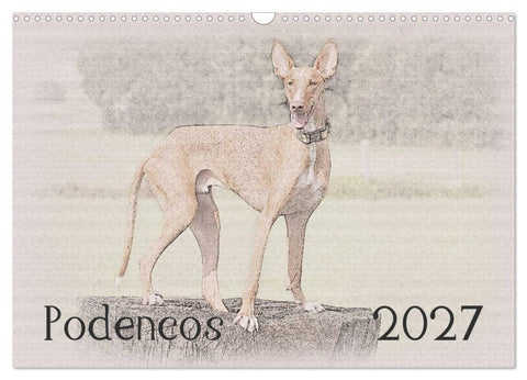 Podencos 2027 (Wandkalender 2027 DIN A3 quer), CALVENDO Monatskalender