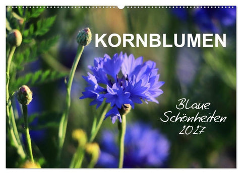 Kornblumen - Blaue Schönheiten (Wandkalender 2027 DIN A2 quer), CALVENDO Monatskalender