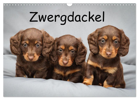 Zwergdackel von Kadi (Wandkalender 2027 DIN A3 quer), CALVENDO Monatskalender