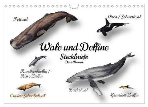 Wale und Delfine Steckbriefe (Wandkalender 2027 DIN A4 quer), CALVENDO Monatskalender