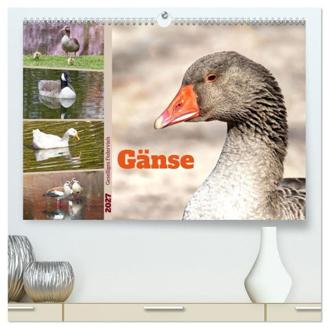 Gänse, geselliges Federvieh (hochwertiger Premium Wandkalender 2027 DIN A2 quer), Kunstdruck in Hochglanz